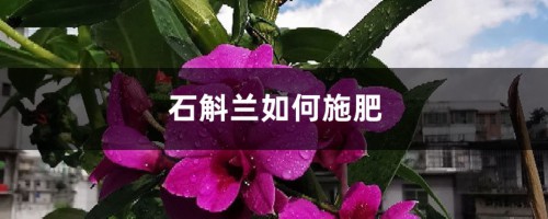 石斛兰如何施肥