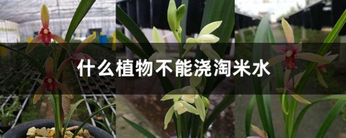 什么植物不能浇淘米水，可以浇建兰吗