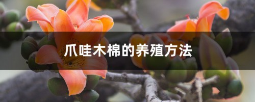 爪哇木棉的养殖方法