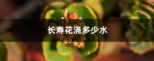 长寿花浇多少水