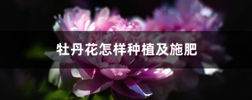 牡丹花怎样种植及施肥