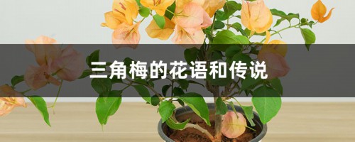 三角梅的花语和传说