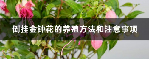 倒挂金钟花的养殖方法和注意事项