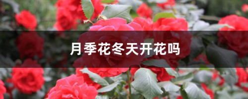 月季花冬天开花吗