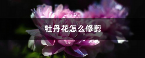 牡丹花怎么修剪