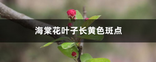 海棠花叶子长黄色斑点的原因