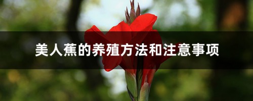 美人蕉的养殖方法和注意事项