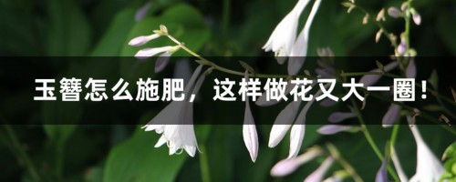 玉簪怎么施肥，这样做花又大一圈！