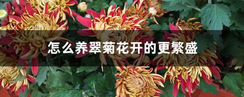 怎么养翠菊花开的更繁盛